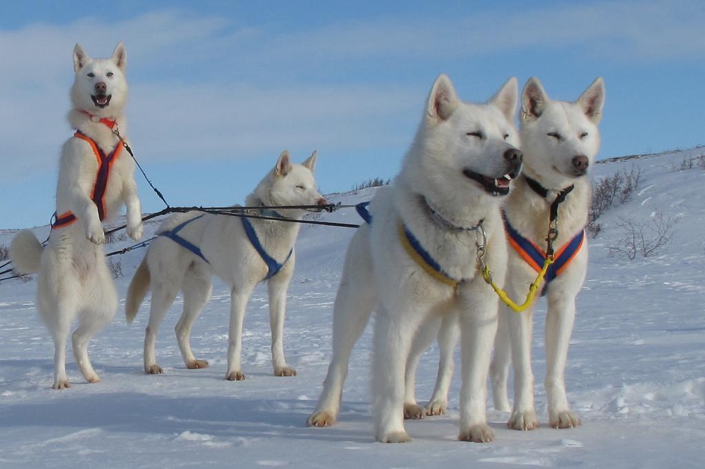 Arctic Chalet Resort Инувик Экстерьер фото